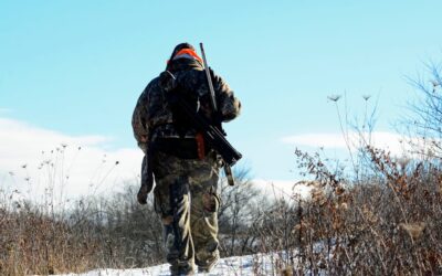 Fakta om gåsegrib: alt du skal vide om rovfuglen