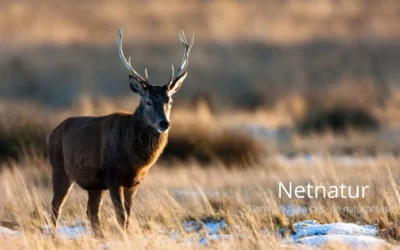 Alt du bør vide om krondyr i Danmark