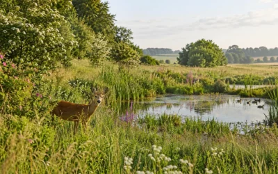 Vildtpleje: levesteder, registrering og invasive arter