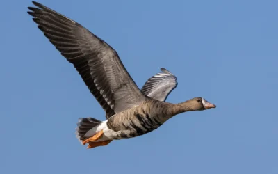 Sæsonkalender: forberedelse, natur og jagt
