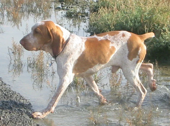 Bracco italiano med hvid og orange pels går gennem lavt vand