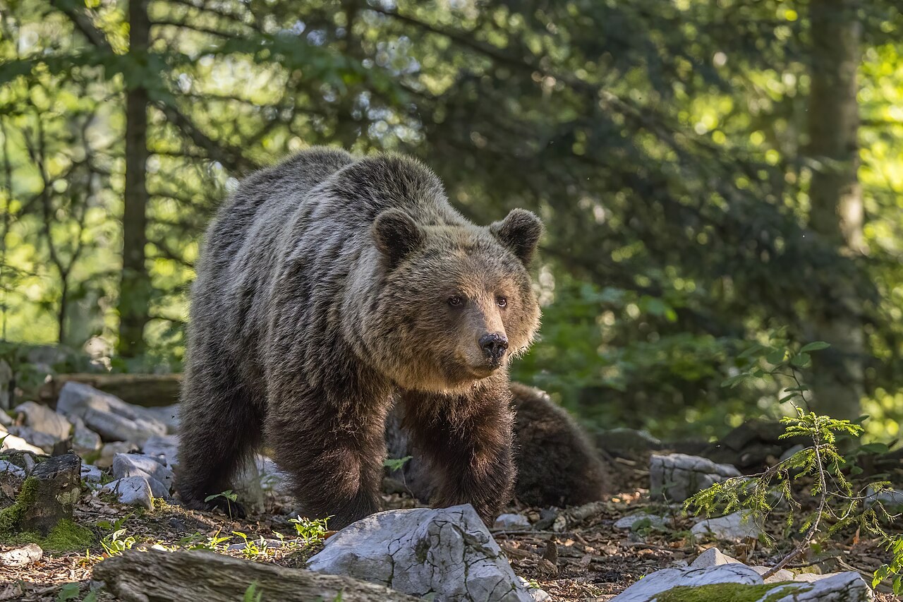 Europæisk brun bjørn fotograferet i Slovenien