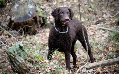 Curly coated retriever: jagtlig funktion og ejerbehov