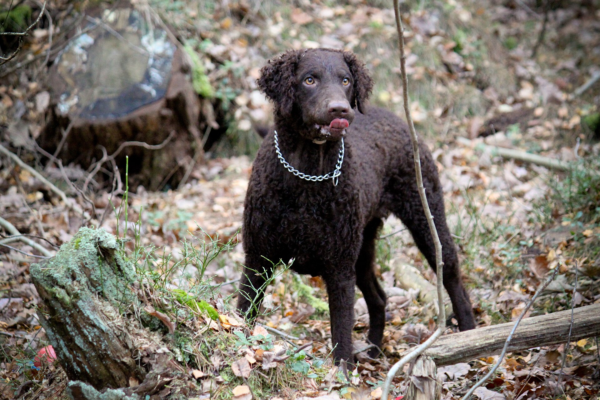 Curly coated retriever med tæt krøllet pels udendørs