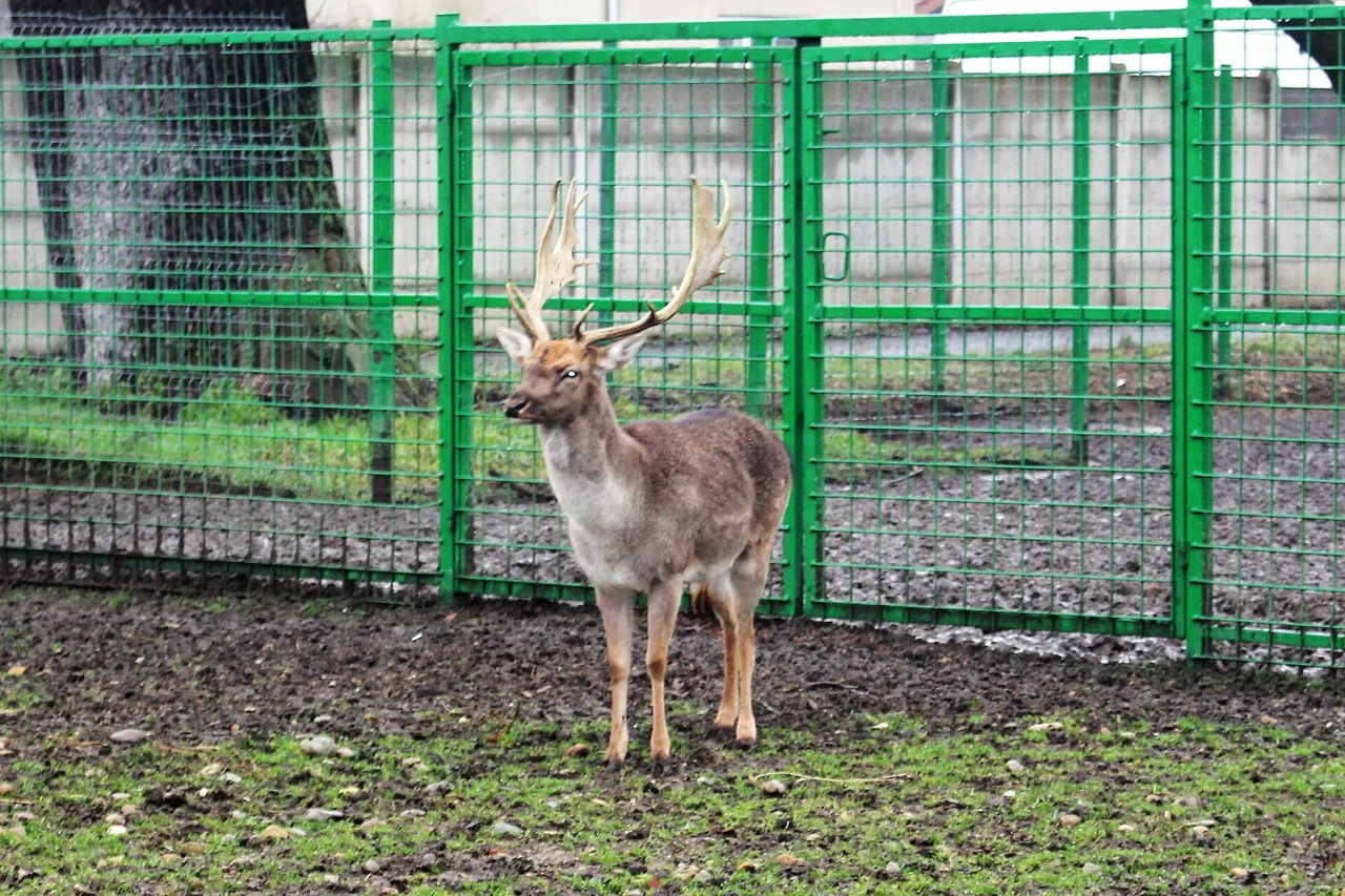 Dåhjort med skovlformet gevir i vinterpels i en dyrepark