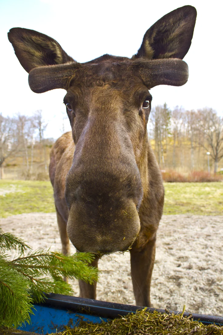Elg med lang mule og store ører i svensk vildtpark