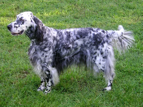 Engelsk setter med sort og hvid pels på græs