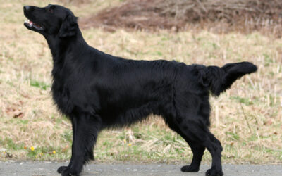 Flat coated retriever til jagt og hverdag