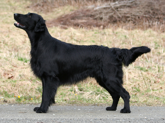 Sort flat coated retriever med lang glat pels står udendørs