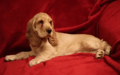 Cocker spaniel til jagt: linjer og behov
