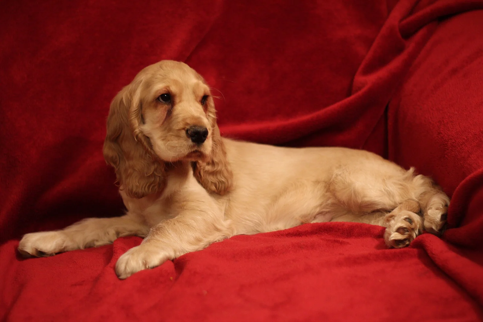 Gylden engelsk cocker spaniel – racefoto til guiden om FT cocker spaniel