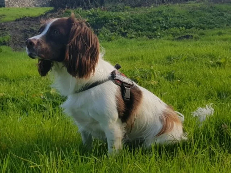 Engelsk springer spaniel i græs – racefoto til guiden om FT springer spaniel
