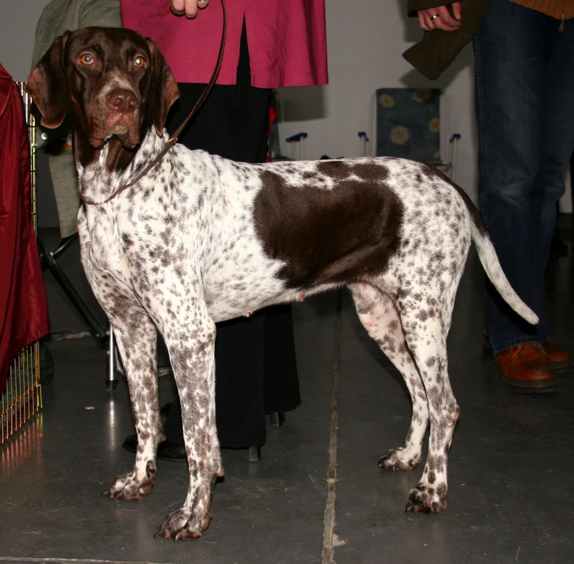 Gammel dansk hønsehund med brune og hvide aftegninger