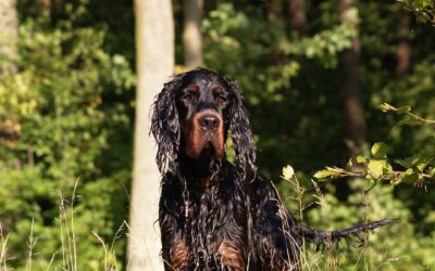 Gordon setter som jagthund: funktion og behov