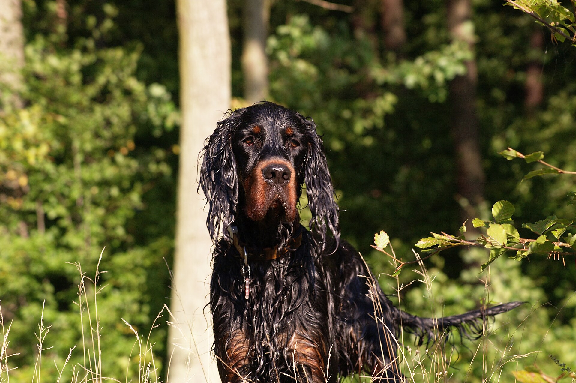 Gordon setter med våd sort pels og rødbrune aftegninger omkring øjnene