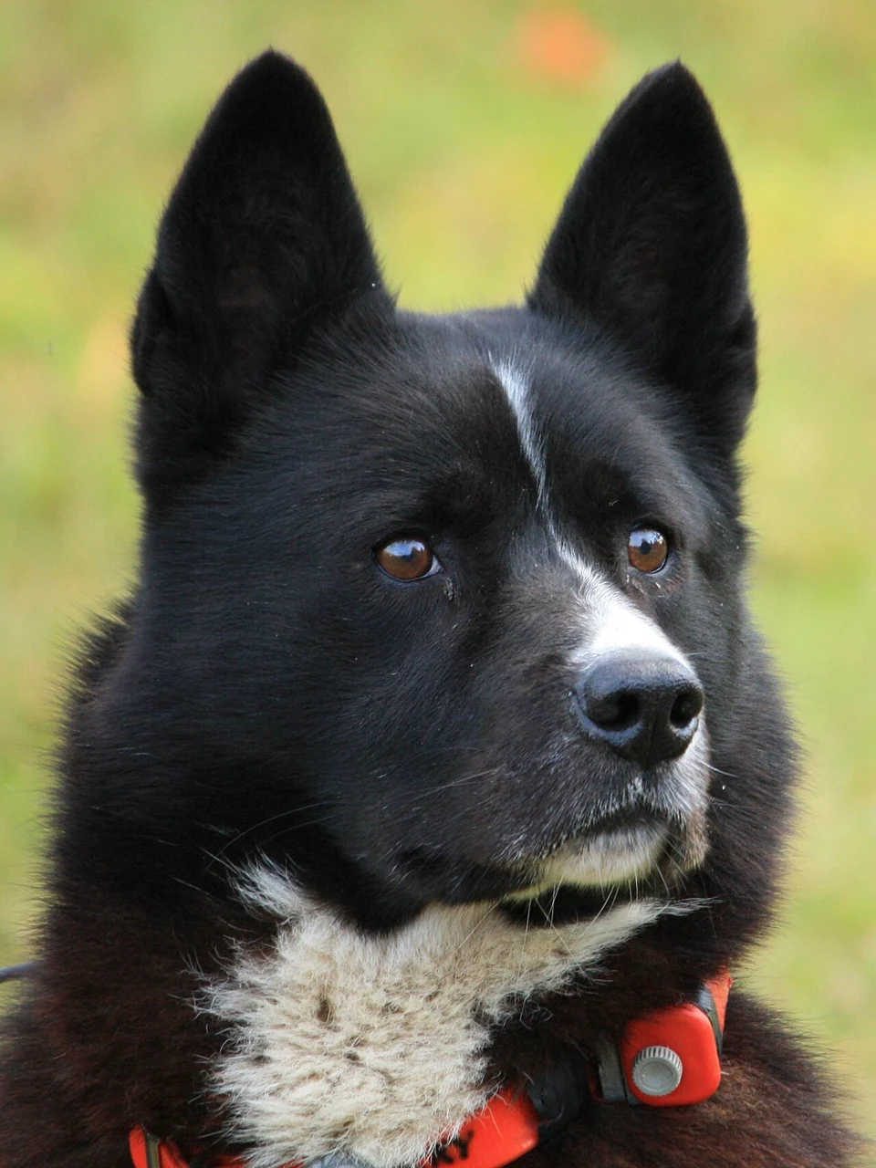 gps-til-jagthund-jagtguide Karelsk bjørnehund med sporingshalsbånd – illustration til GPS til jagthund
