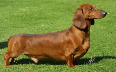 Gravhund til jagt: varianter og behov