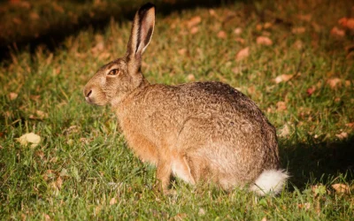 Levesteder for harer: marknatur og hensyn