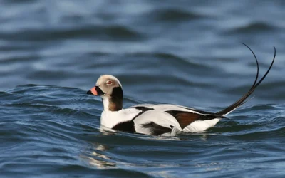 Havlit: vinterdragt, sommerdragt og kendetegn