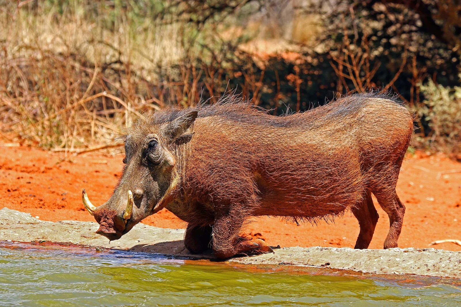 Vortesvin i Sydafrika – miljøfoto til overblikket om jagt i Afrika