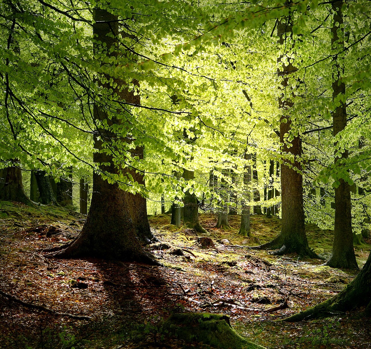 Bøgeskov i Gribskov som stemningsfoto til guiden om jagt i statsskovene