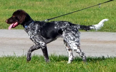 Kleiner münsterländer: jagt og hverdag