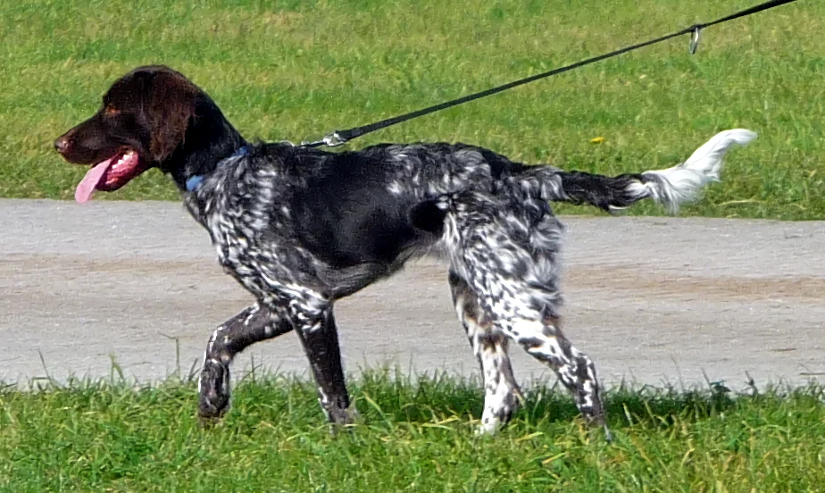 Kleiner münsterländer set fra siden
