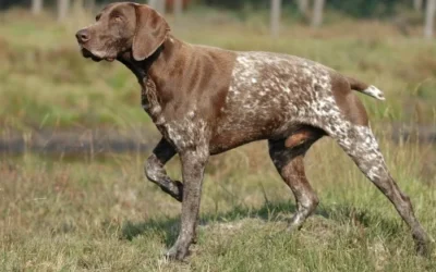 Korthåret hønsehund som jagthund