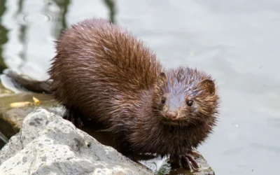 Mink i naturen: kendetegn og forvekslingsarter