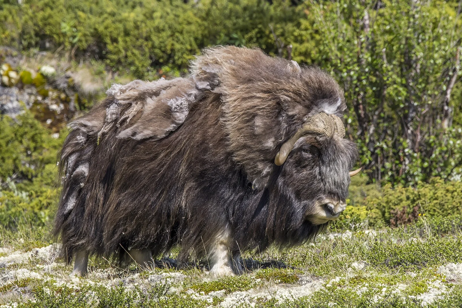 moskusokse-kendetegn Moskusokse med lang brun pels i Dovrefjell i Norge