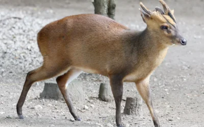 Muntjac: kendetegn og status i Danmark