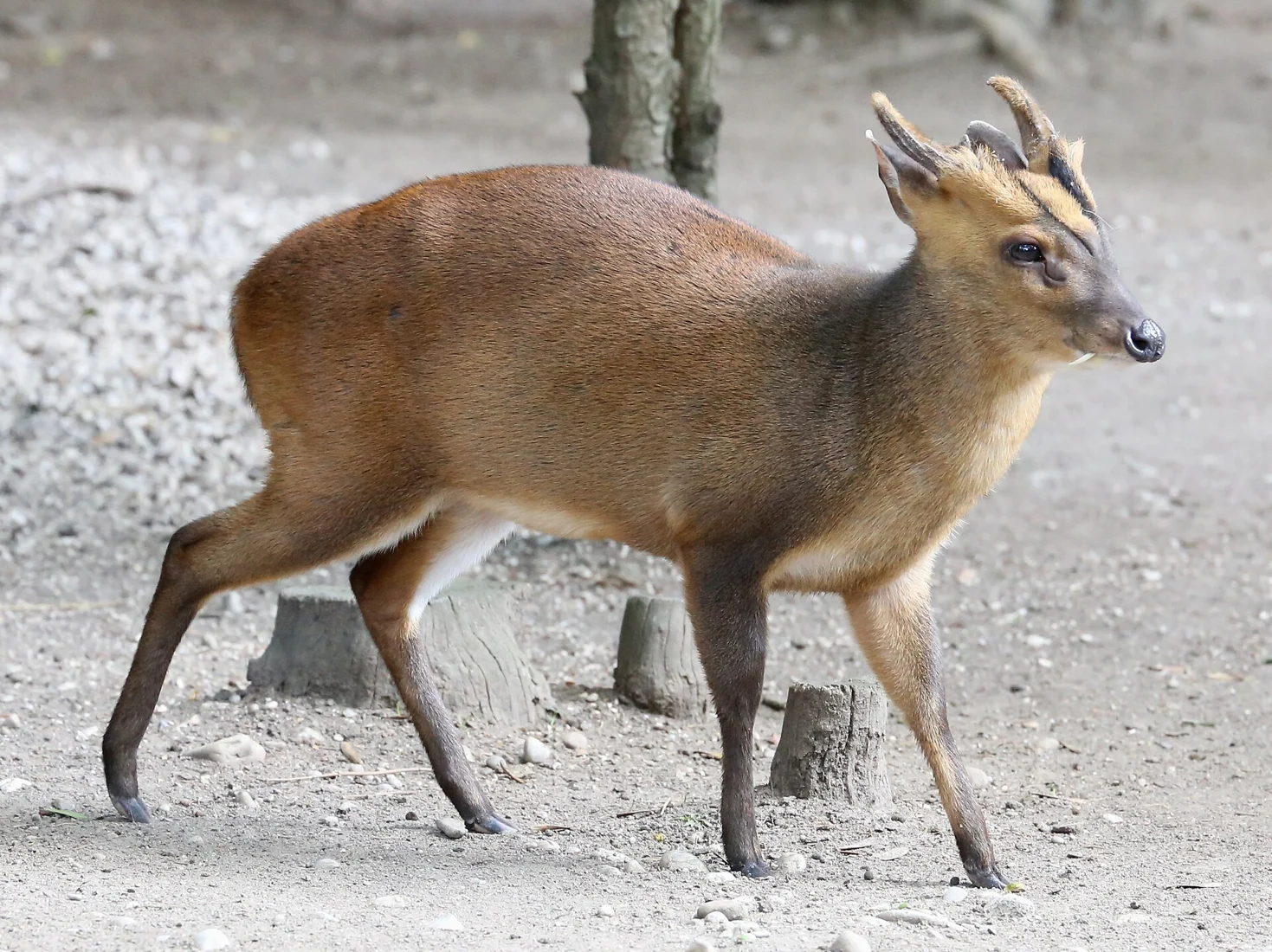 Muntjac med rødbrun pels og mørke ansigtstegninger