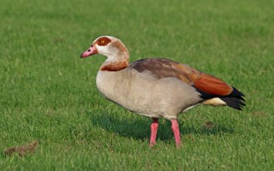 Nilgås: kendetegn, forvekslinger og status