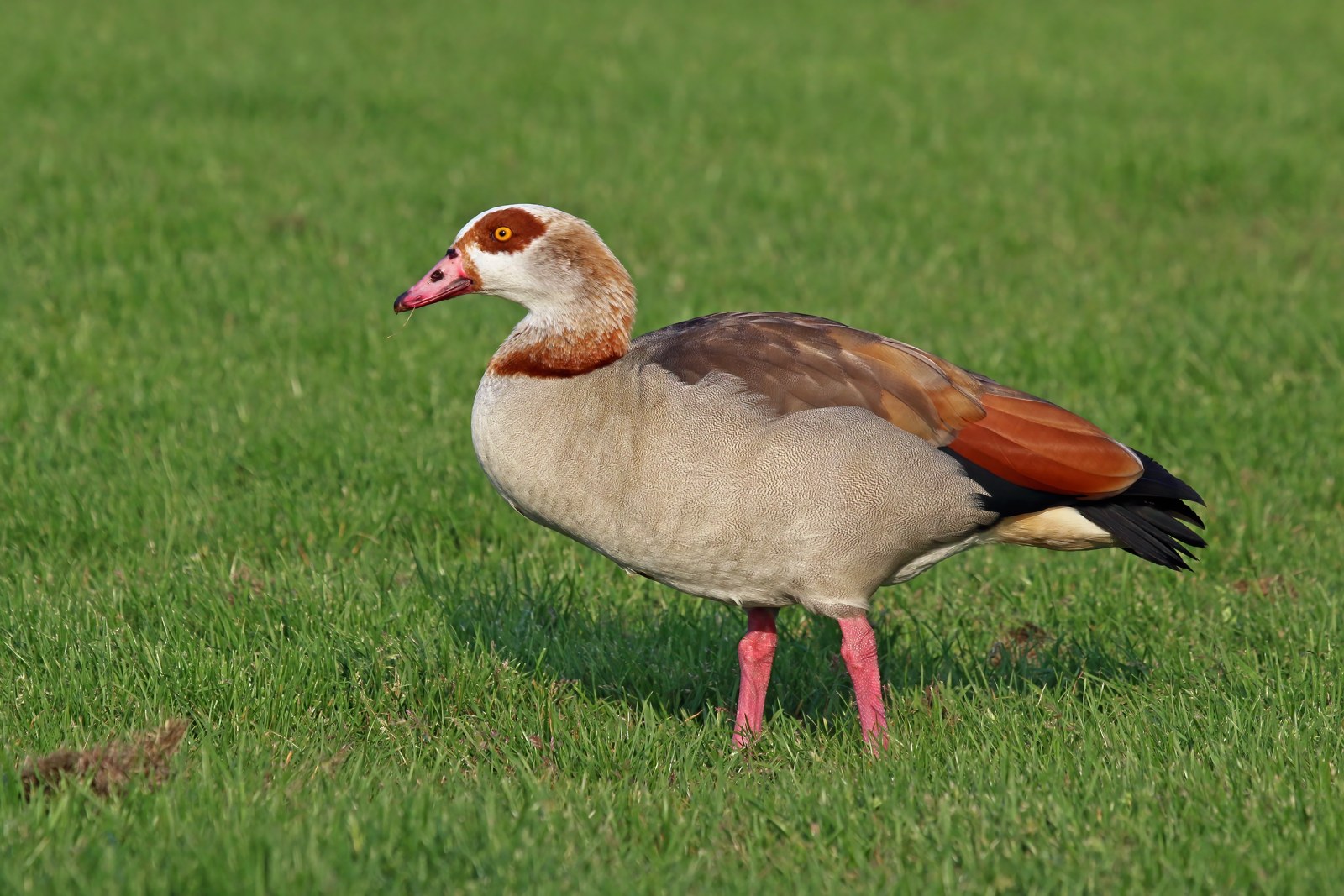 Nilgås med mørk øjenmaske, broget dragt og lange lyserøde ben