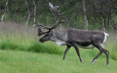 Rensdyr: vildren, tamren og livet i Norden