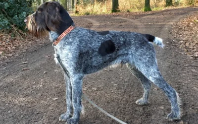 Ruhåret hønsehund som jagthund