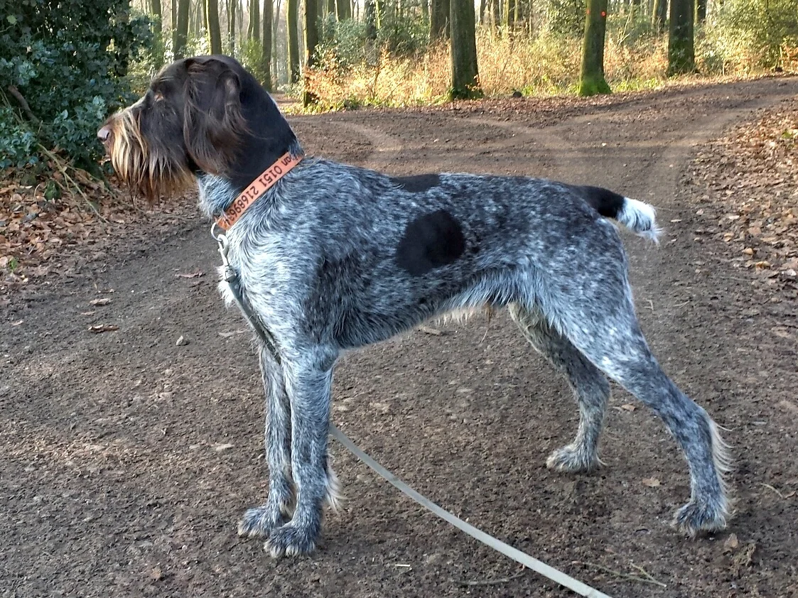 Ruhåret hønsehund på skovsti