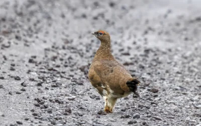 Rypejagt i Norden: forberedelse og landevalg
