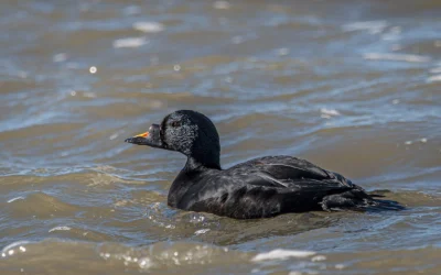 Sortand: kendetegn og livet på havet