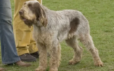 Spinone italiano som jagthund: funktion og ejerbehov