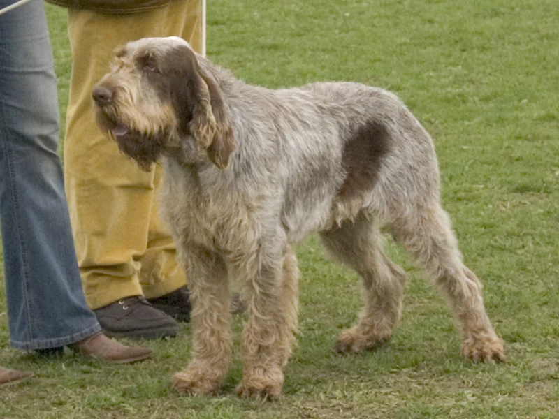 Spinone italiano med ru brunlig pels og skæg står på græs