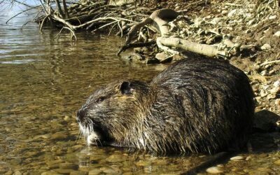 Sumpbæver: nutria og forskellen på bæver