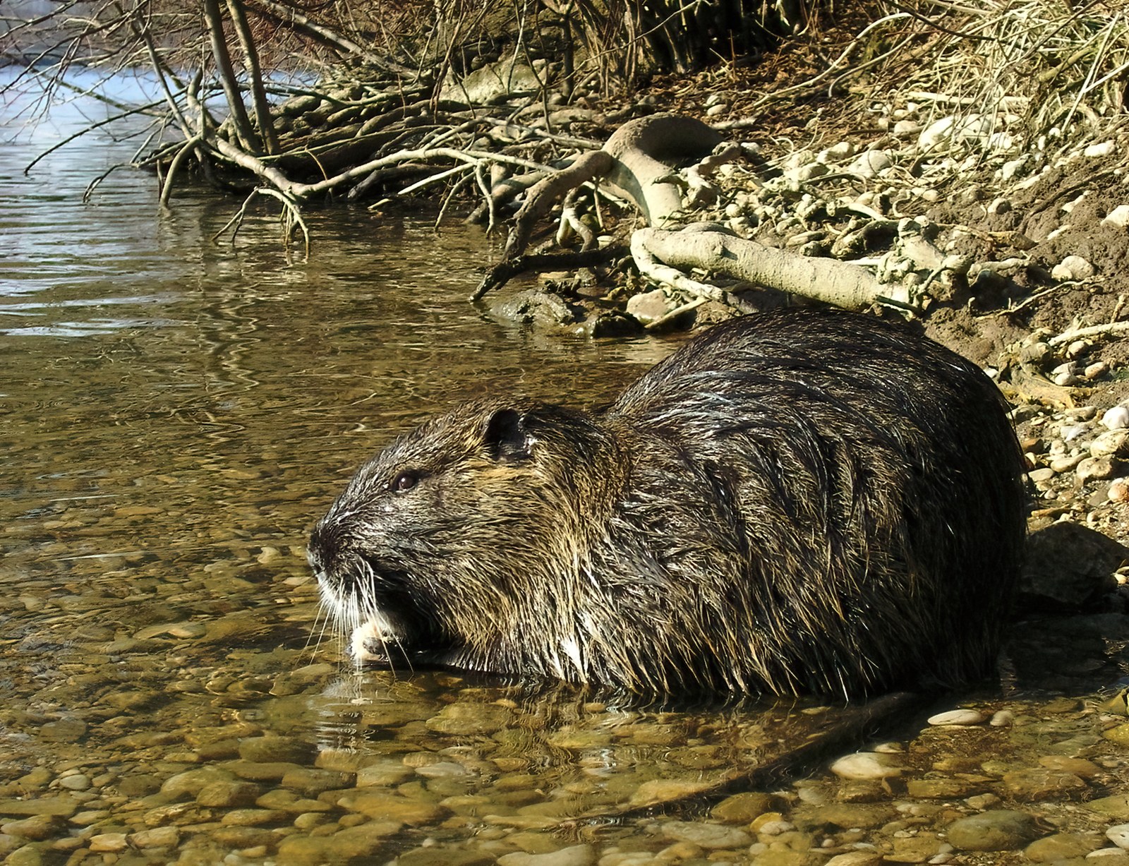 Sumpbæver, også kaldet nutria, med brun pels og lys snude ved vand