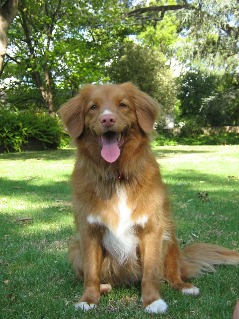 Toller, Nova Scotia Duck Tolling Retriever, i have