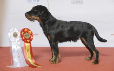Tysk jagtterrier: opgaver og ejerkrav