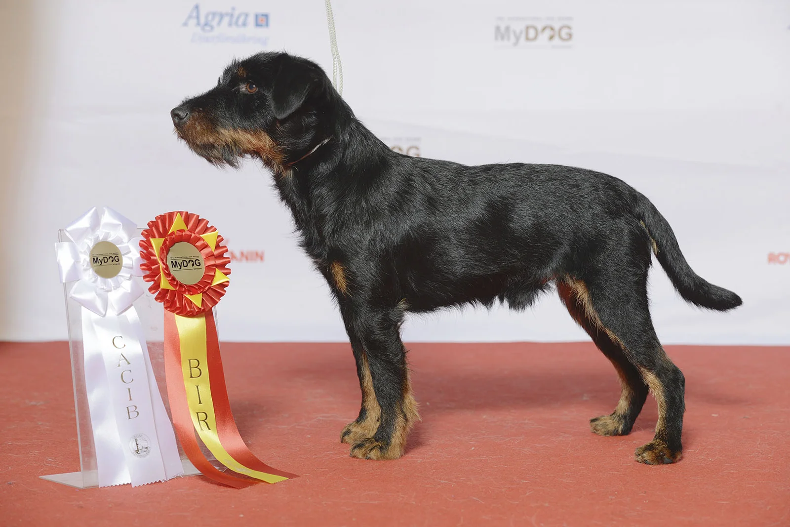 Tysk jagtterrier vist ved en hundeudstilling