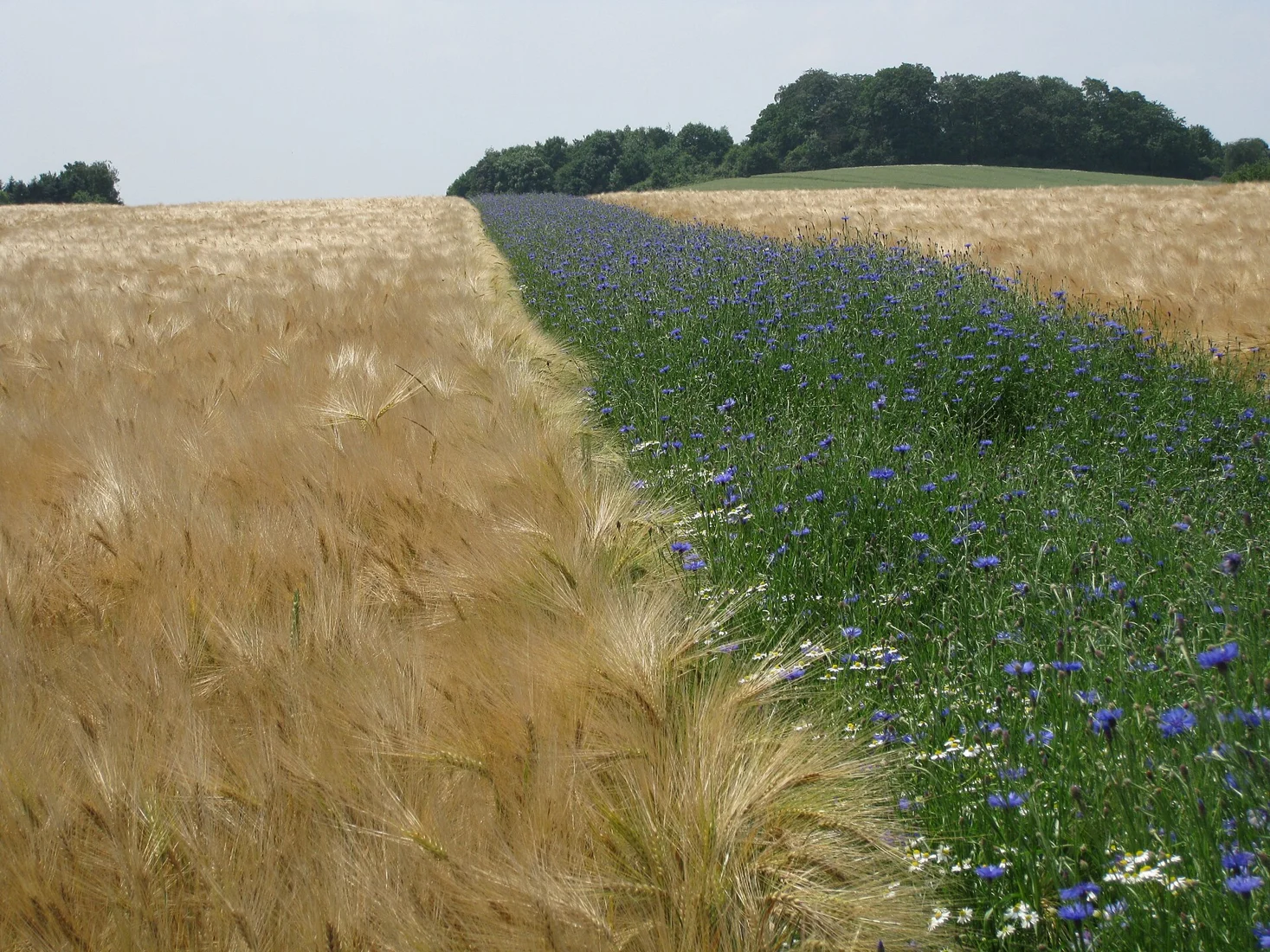 Blomsterstribe med kornblomster i en mark – illustration til planlægning af vildtager