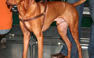 Vizsla som jagthund: varianter, arbejde og hverdag