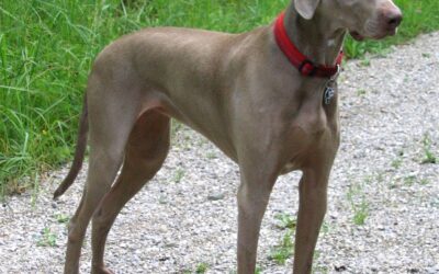 Weimaraner som jagthund: behov, funktion og valg