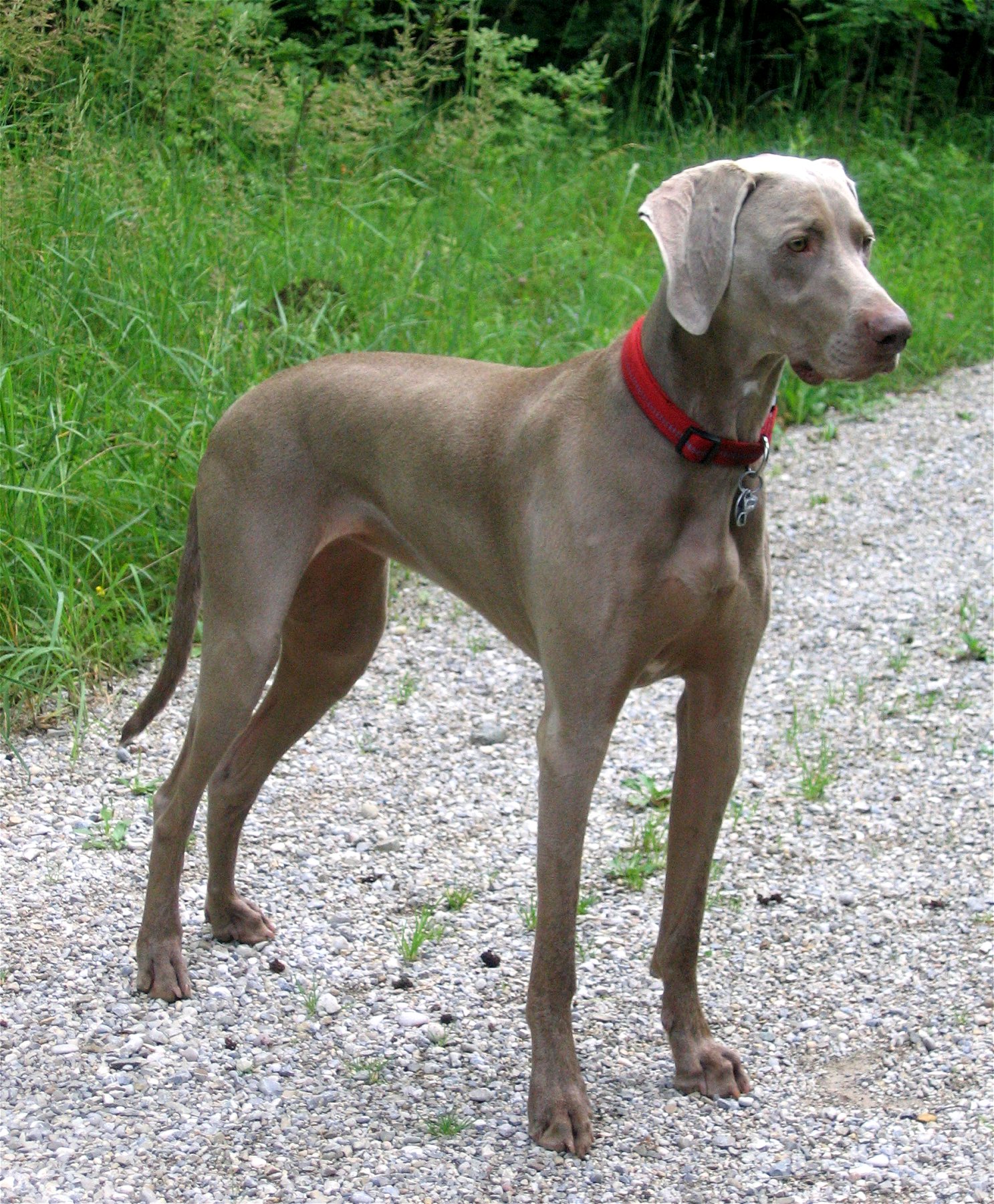 Grå weimaraner med kort pels står på en sti ved græs
